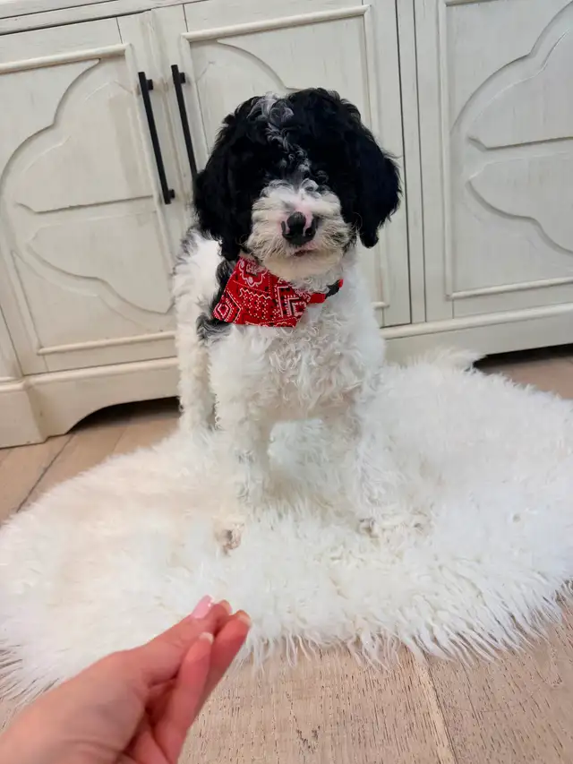 Moyen GoldenDoodle F1B - Photo 10