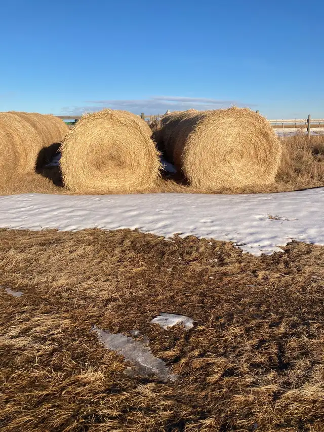 Hay for Sale