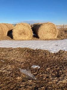 Hay for Sale