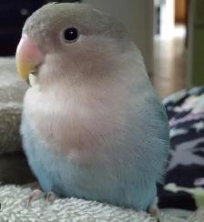LOVEBIRD (3 Month old) FOR SALE