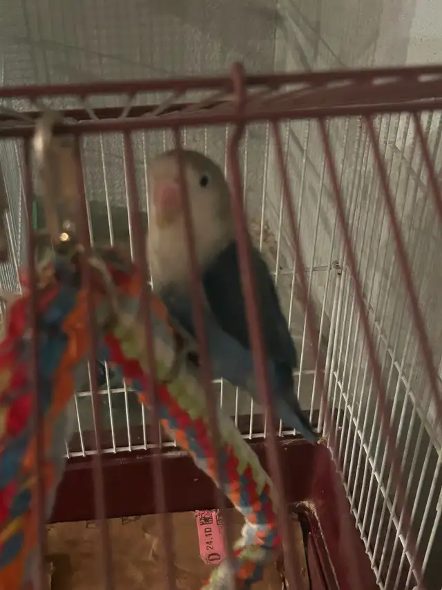 LOVEBIRD (3 Month old) FOR SALE - Photo 2