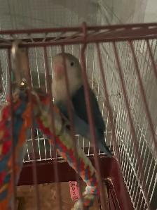 LOVEBIRD (3 Month old) FOR SALE - Photo 2