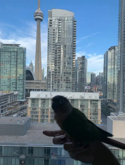BIRD BOARDING TORONTO! | TEXT 647-490-7156 - Photo 3