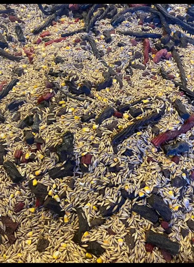 2026 Bear Bait - Photo 4