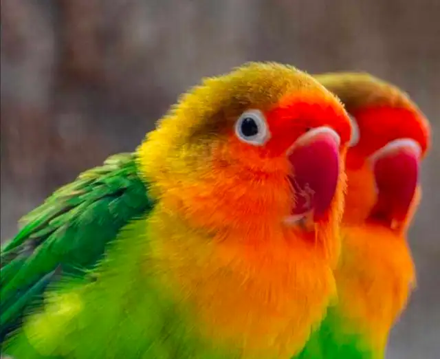 Looking   pair male and female fischer lovebirds