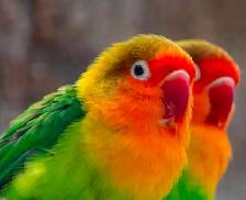 Looking   pair male and female fischer lovebirds
