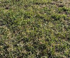 Grassland pasture for rent. 200 acres,