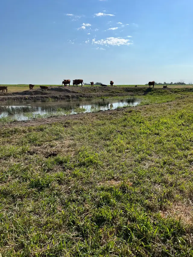 Grassland pasture for rent. 200 acres, - Photo 3
