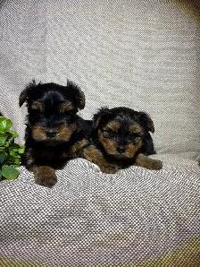 Yorkie Puppies