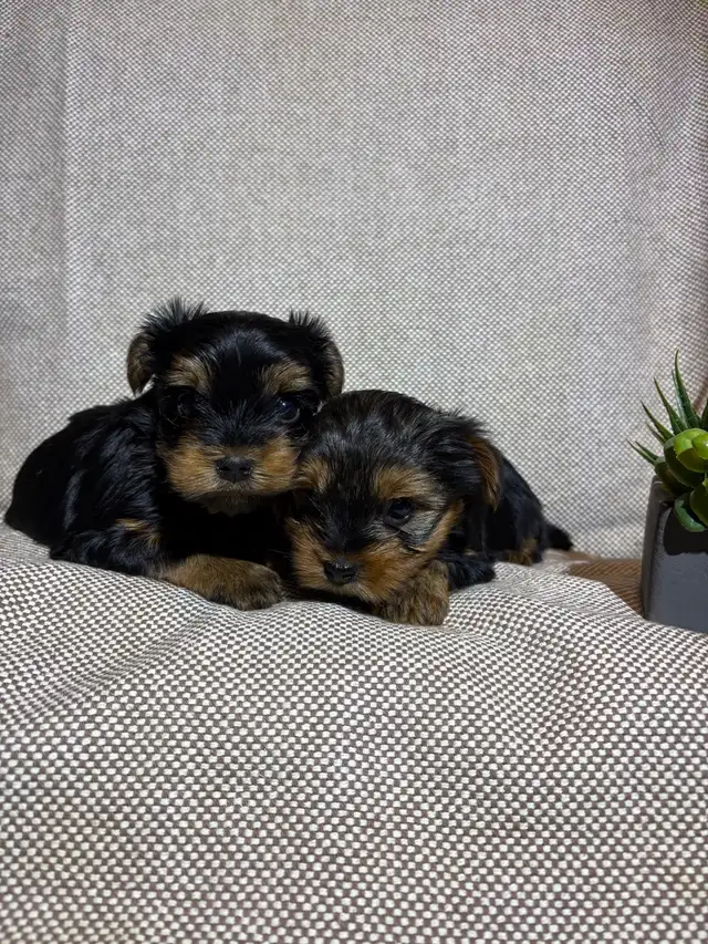 Yorkie Puppies - Photo 2