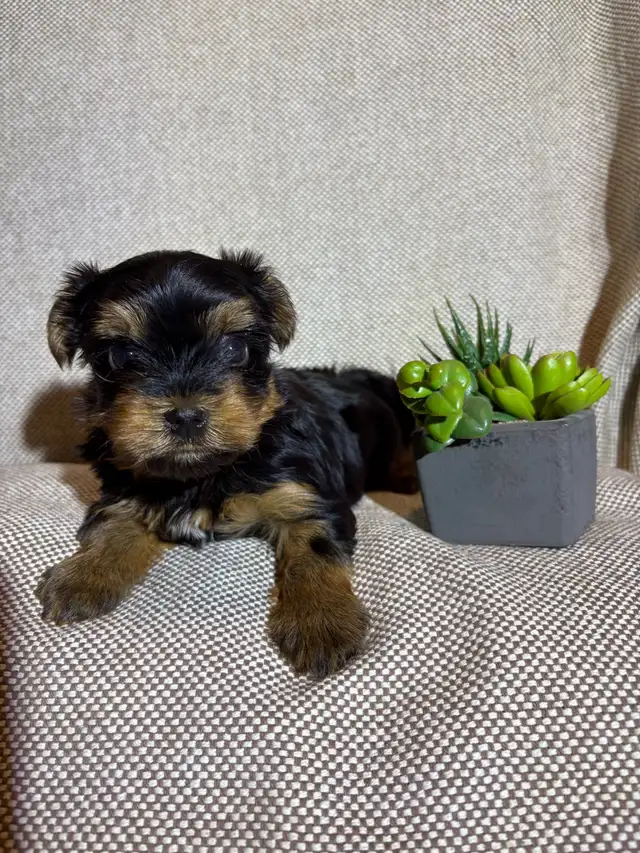 Yorkie Puppies - Photo 3