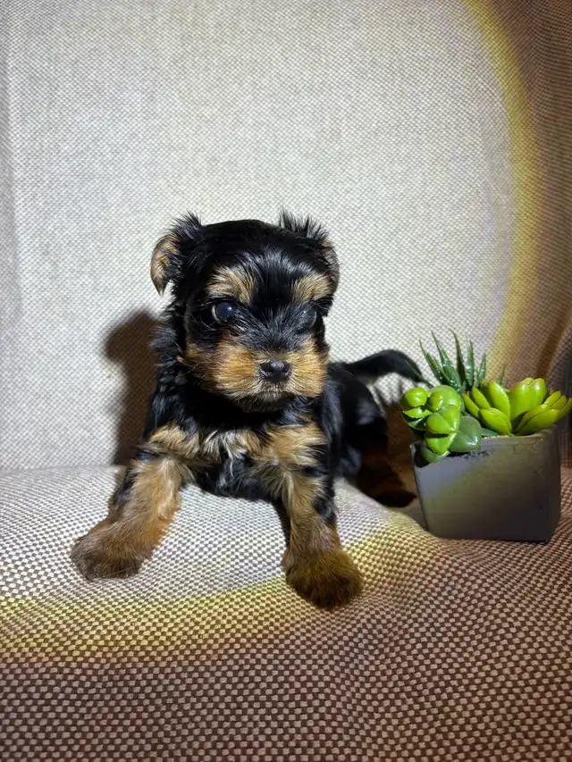 Yorkie Puppies - Photo 4