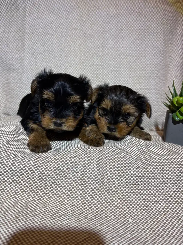 Yorkie Puppies - Photo 5