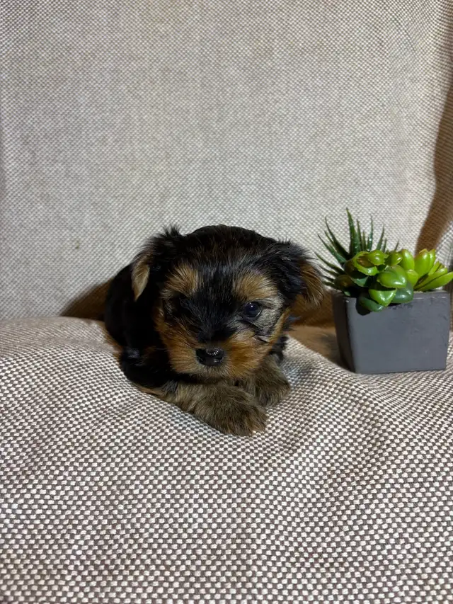 Yorkie Puppies - Photo 6