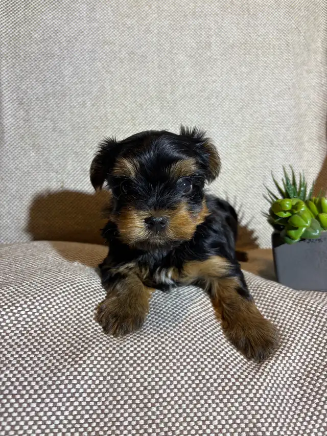 Yorkie Puppies - Photo 7
