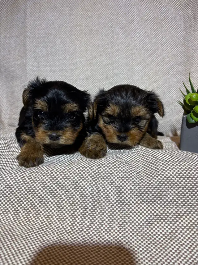 Yorkie Puppies - Photo 8