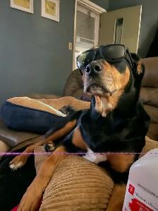 Kempenfenfelt Poop Patrol