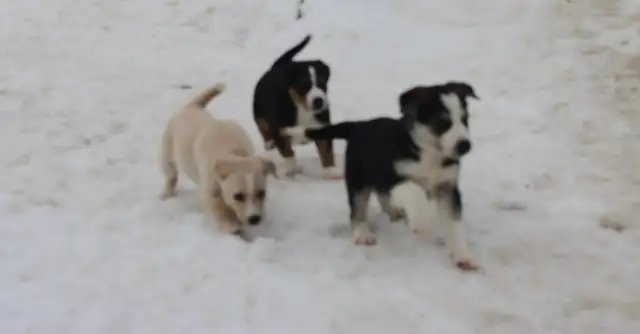 Border Collie/Australian Shepherd/Golden Retriever Puppies