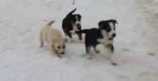 Border Collie/Australian Shepherd/Golden Retriever Puppies