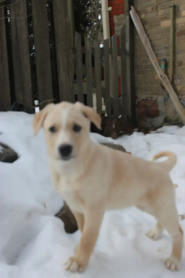 Border Collie/Australian Shepherd/Golden Retriever Puppies - Photo 2