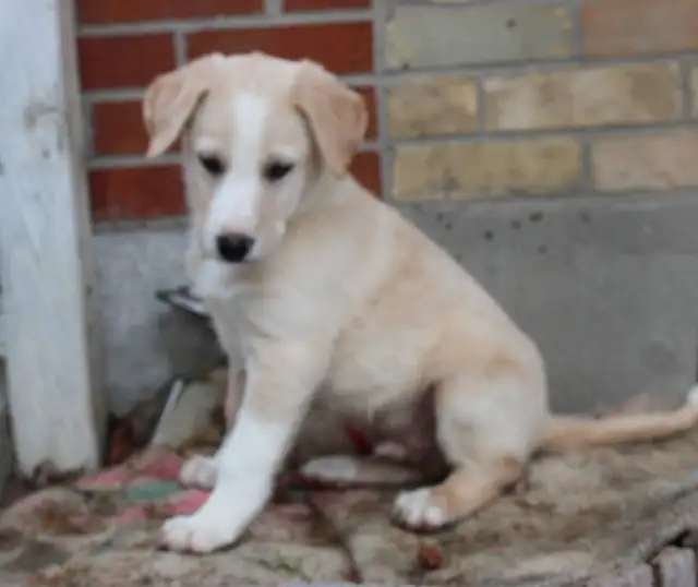 Border Collie/Australian Shepherd/Golden Retriever Puppies - Photo 3