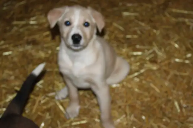 Border Collie/Australian Shepherd/Golden Retriever Puppies - Photo 4