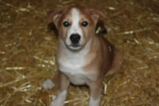 Border Collie/Australian Shepherd/Golden Retriever Puppies - Photo 5