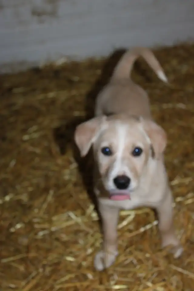 Border Collie/Australian Shepherd/Golden Retriever Puppies - Photo 6