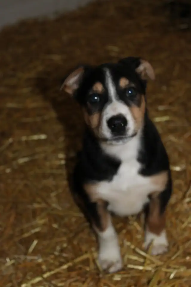 Border Collie/Australian Shepherd/Golden Retriever Puppies - Photo 7