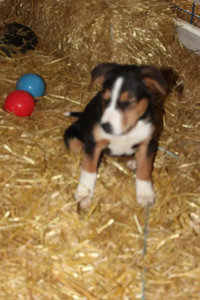 Border Collie/Australian Shepherd/Golden Retriever Puppies - Photo 8