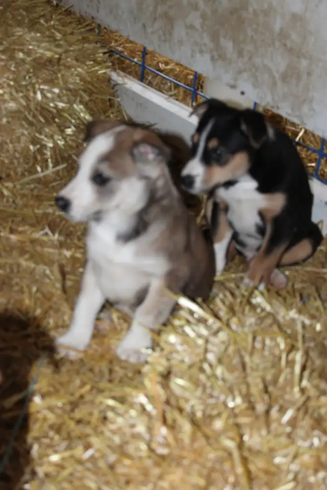 Border Collie/Australian Shepherd/Golden Retriever Puppies - Photo 9