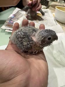 ❤️ Baby Conures / Cockatiels for sale HandFeeding ❤️