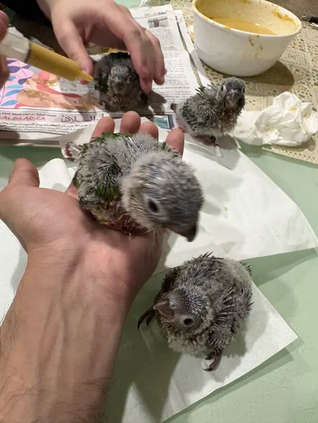 ❤️ Baby Conures / Cockatiels for sale HandFeeding ❤️ - Photo 4