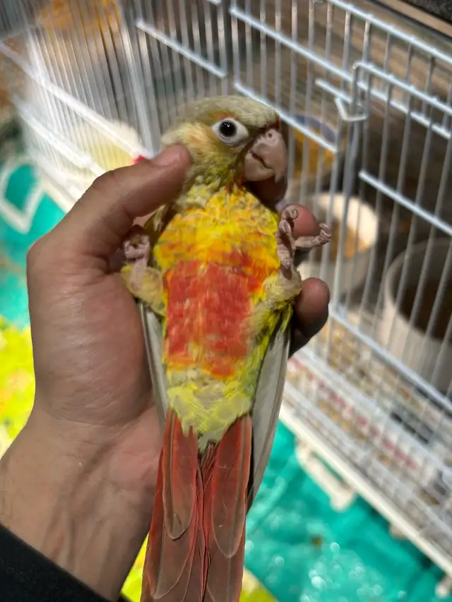 ❤️ Baby Conures / Cockatiels for sale HandFeeding ❤️ - Photo 6