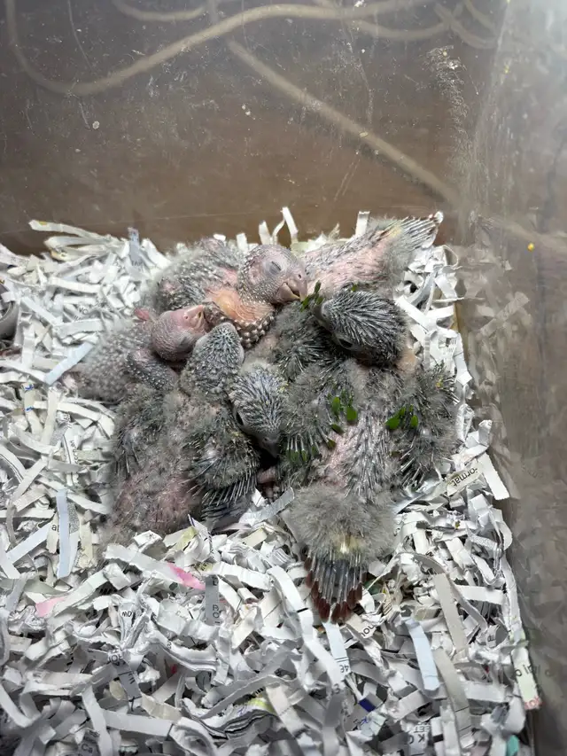 ❤️ Baby Conures / Cockatiels for sale HandFeeding ❤️ - Photo 9