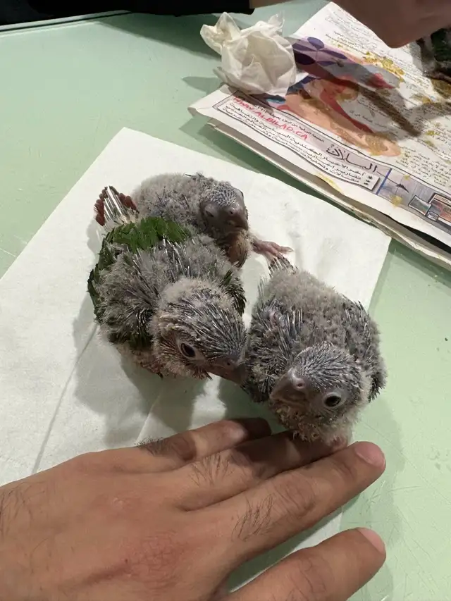 ❤️ Baby Conures / Cockatiels for sale HandFeeding ❤️ - Photo 5