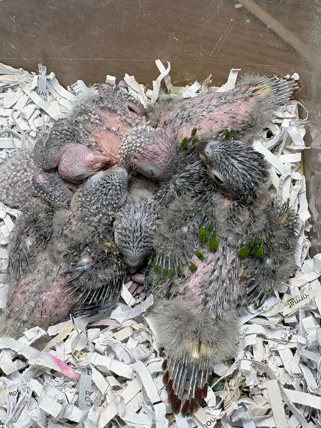 ❤️ Baby Conures / Cockatiels for sale HandFeeding ❤️ - Photo 8