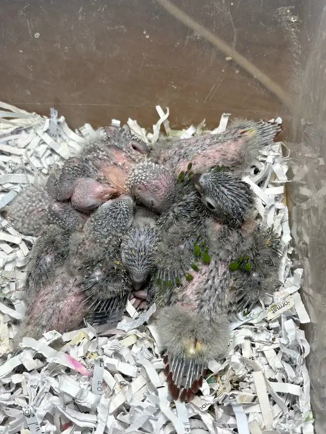 ❤️ Baby Conures / Cockatiels for sale HandFeeding ❤️ - Photo 9