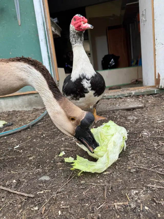 African goose - Photo 2