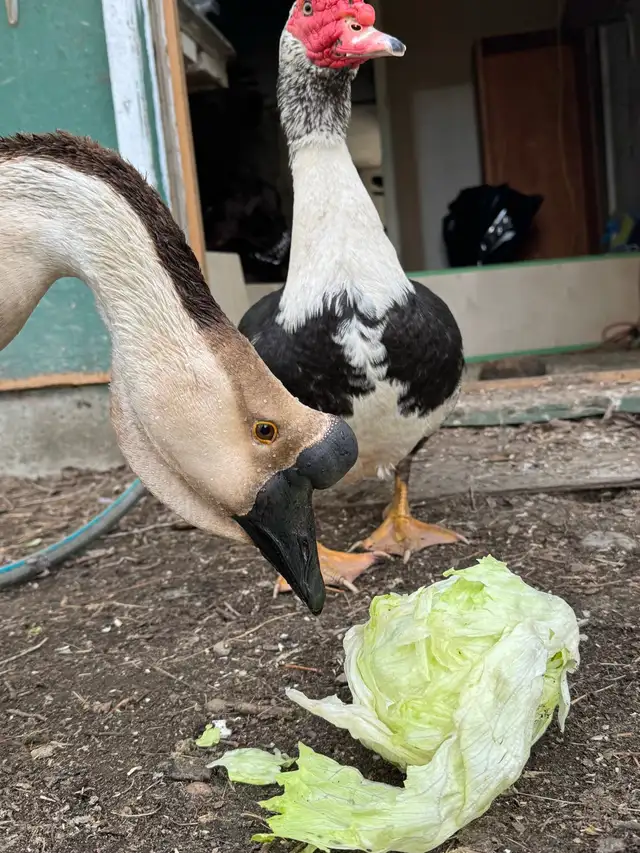 African goose - Photo 3