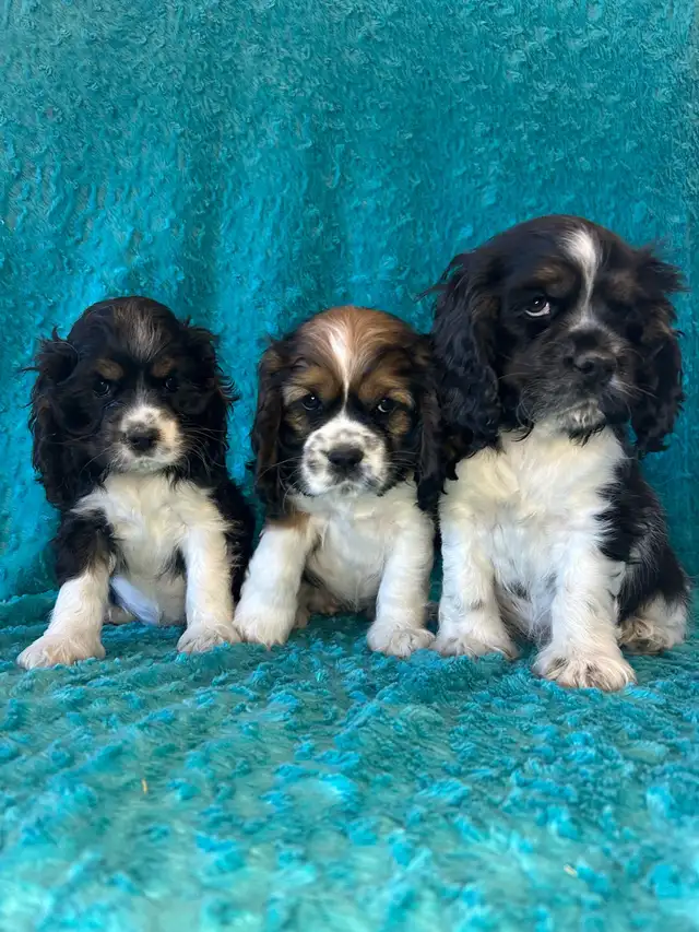 American Cocker Spaniel Puppies