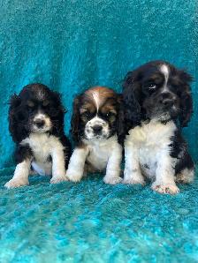 American Cocker Spaniel Puppies