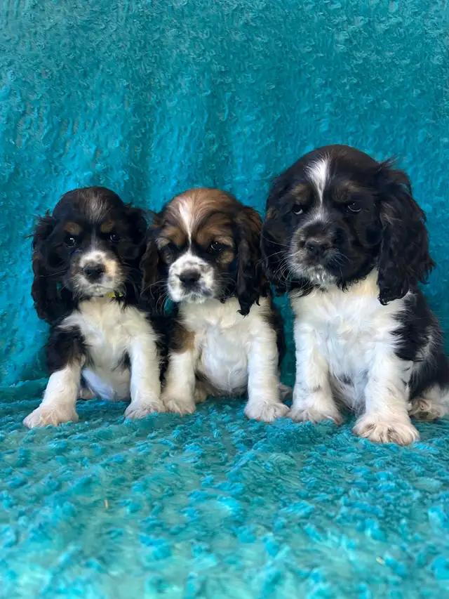 American Cocker Spaniel Puppies - Photo 2