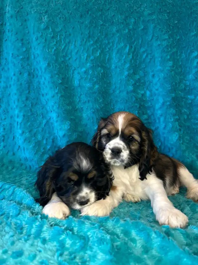 American Cocker Spaniel Puppies - Photo 3