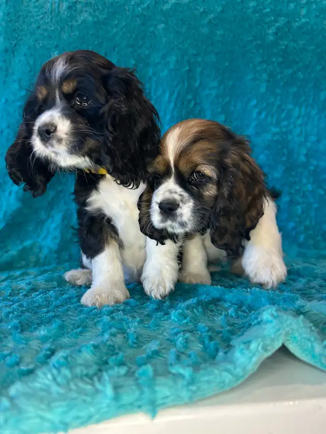 American Cocker Spaniel Puppies - Photo 4