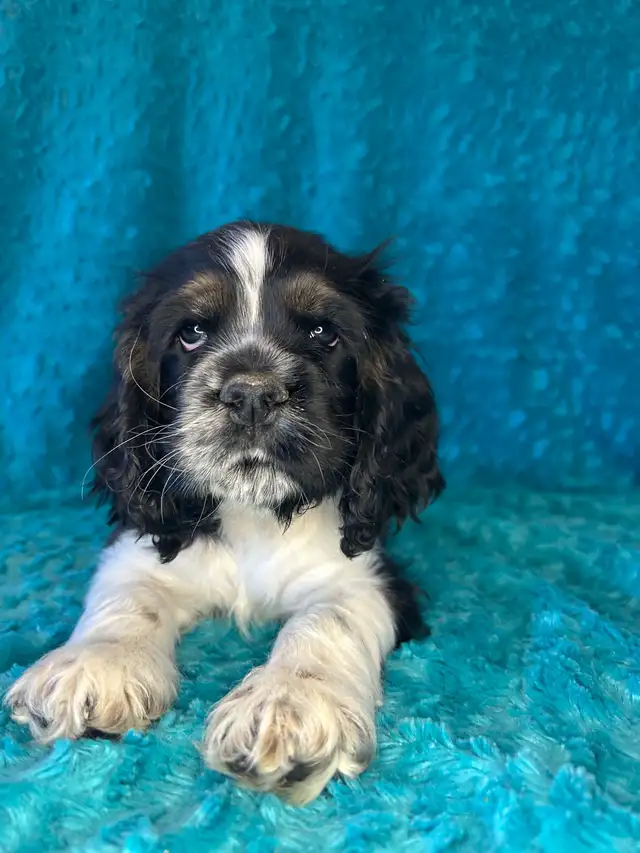 American Cocker Spaniel Puppies - Photo 5
