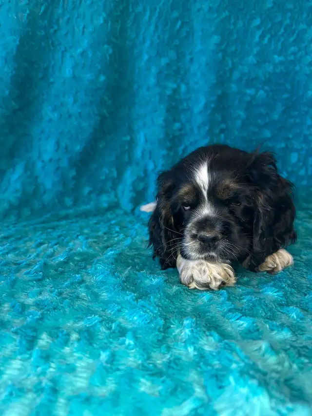 American Cocker Spaniel Puppies - Photo 6