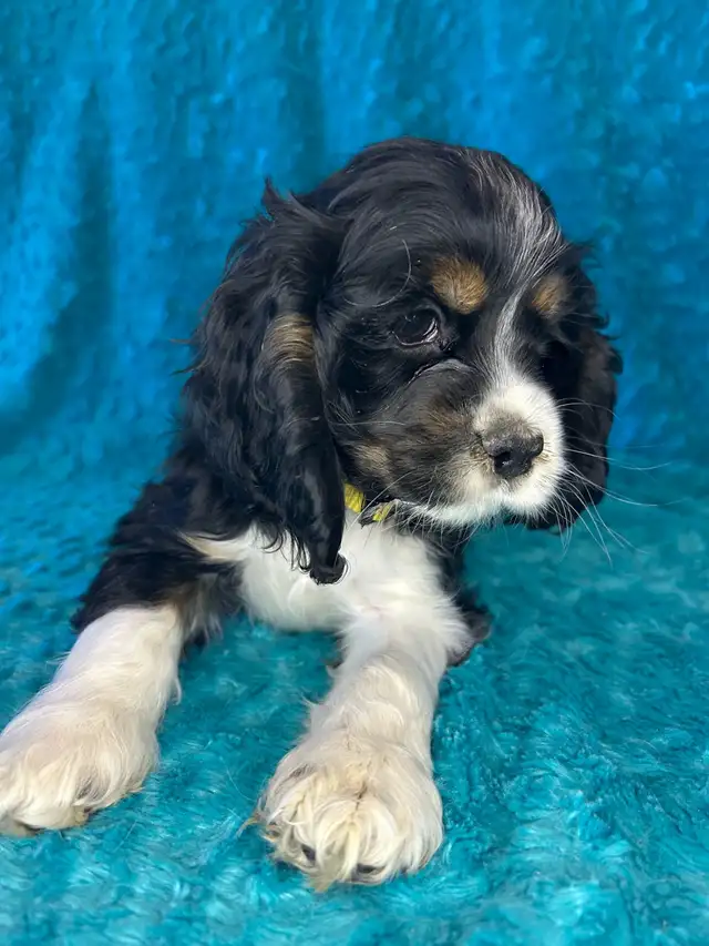 American Cocker Spaniel Puppies - Photo 7