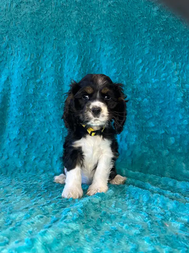 American Cocker Spaniel Puppies - Photo 8