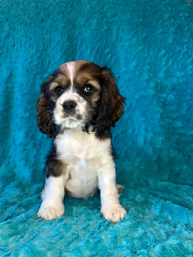 American Cocker Spaniel Puppies - Photo 9